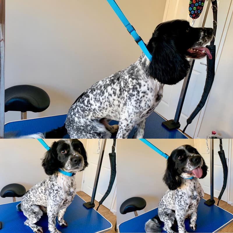 Three views of a freshly groomed black-and-white spaniel standing on the grooming table
