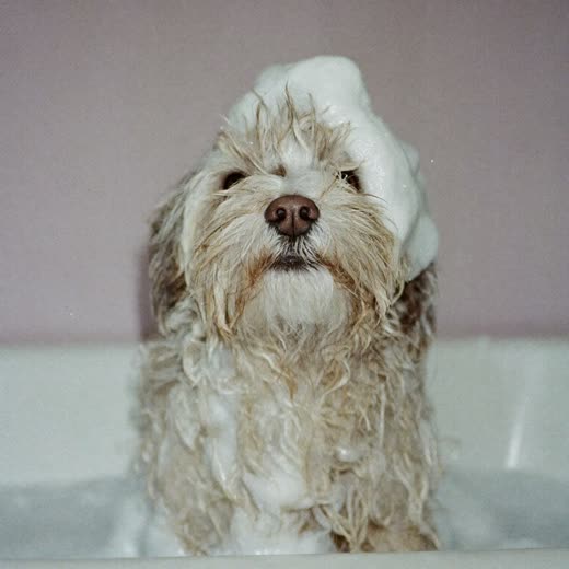 A small dog being bathed and lathered with shampoo