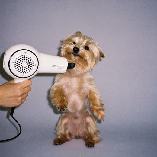 A small dog having its coat blow-dried