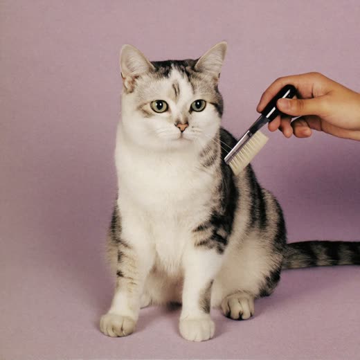 A cat being gently brushed